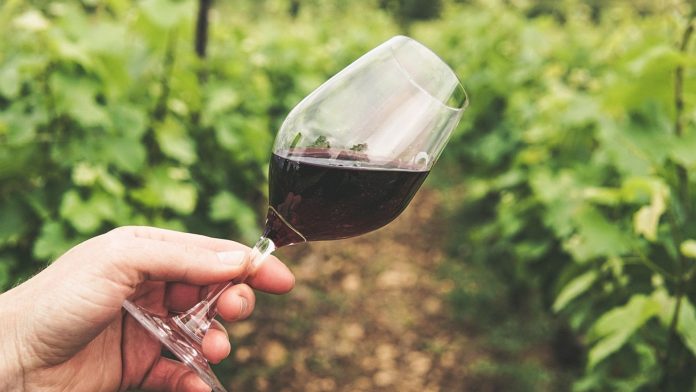 vino in vigna - I migliori vini Alto Adige - foto pexels grape things